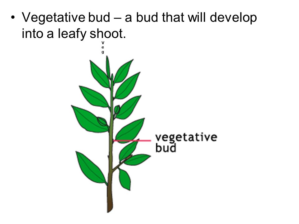 What Is Vegetative Propagation Simple Definition What Is Vegetative Propagation Simple Definition